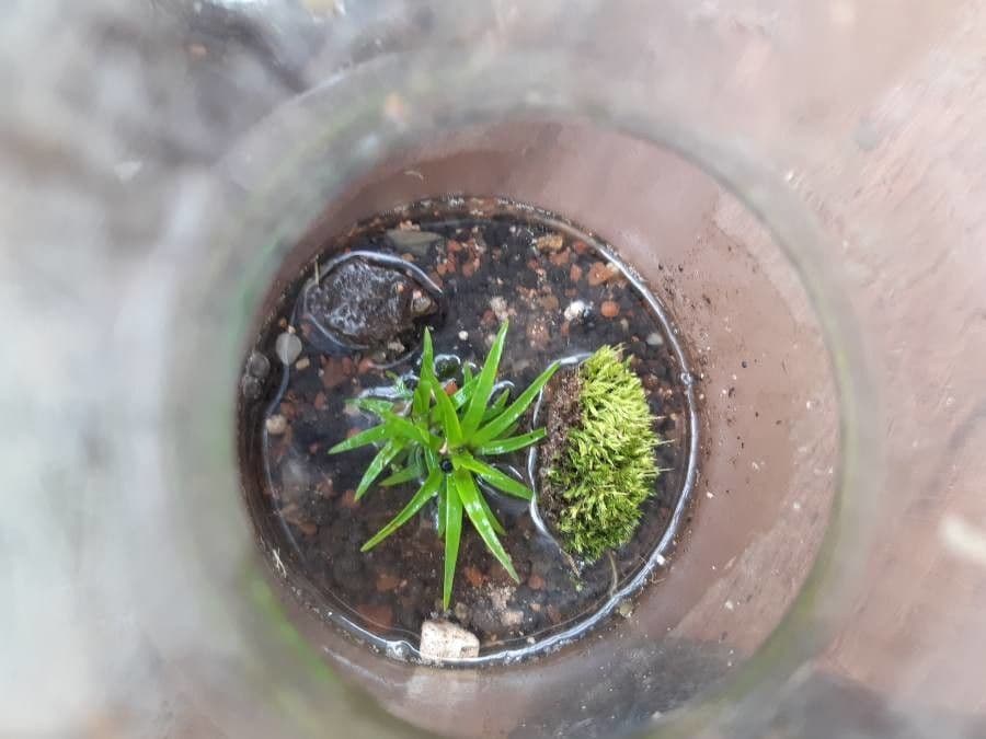 Eriocaulon 4