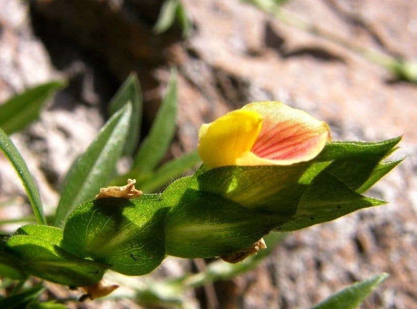 Zornia reticolata 5