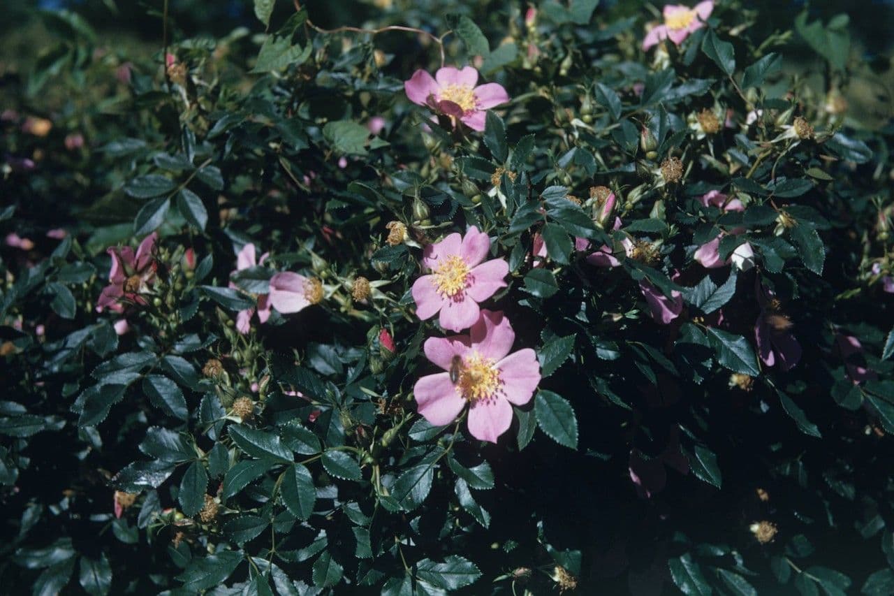 Rosa 11