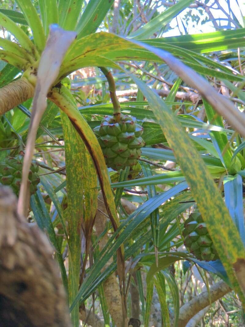 Pandanus 2