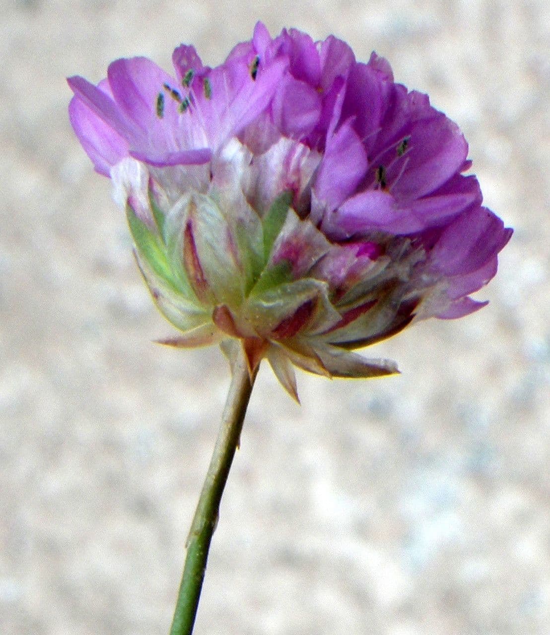 Balia 3