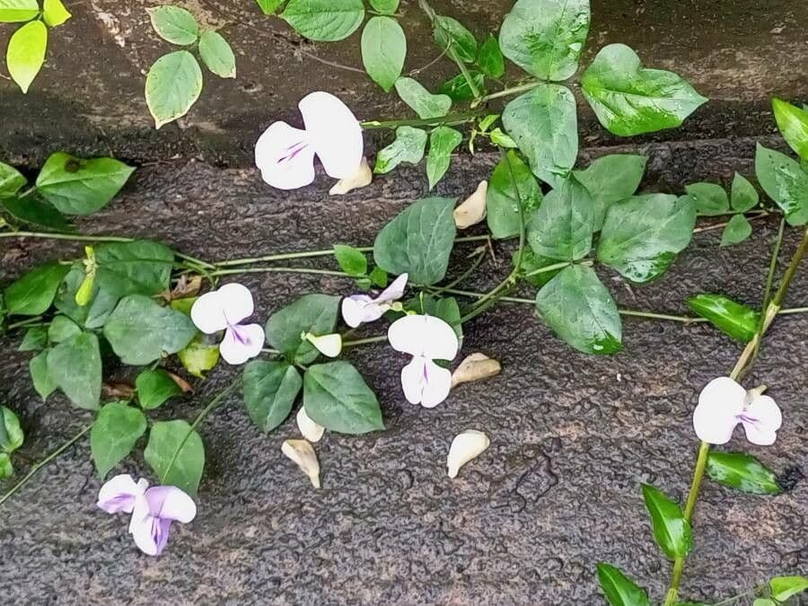 Vigna vexillata 14
