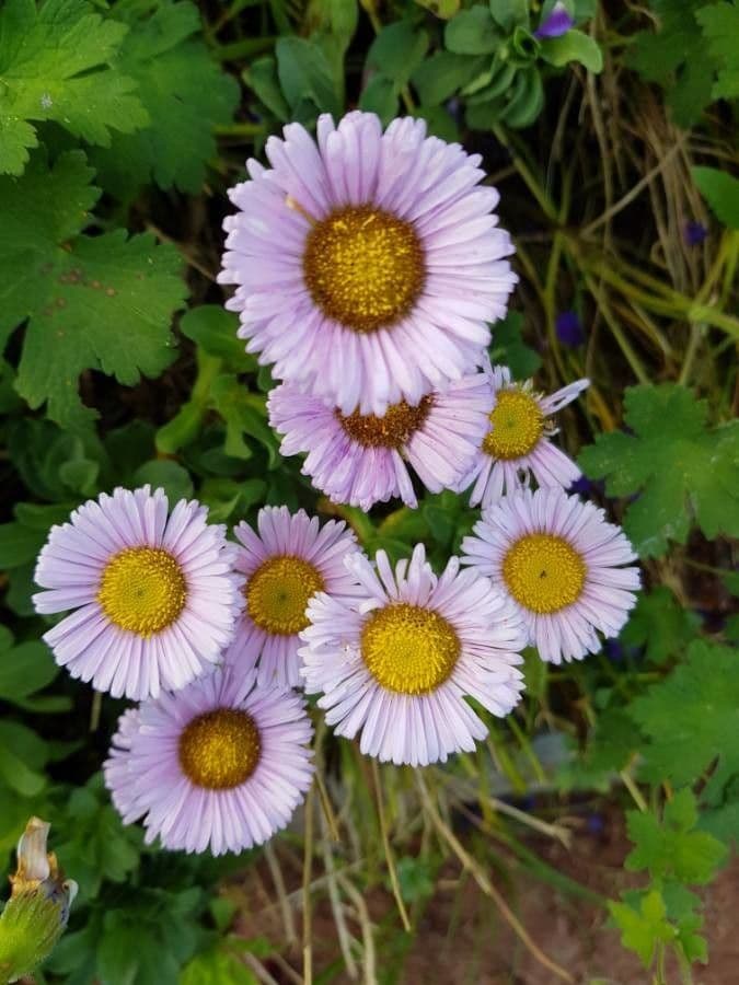 Fleabane piękny 5