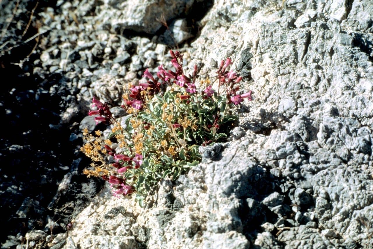 Penstemon picciolato 3