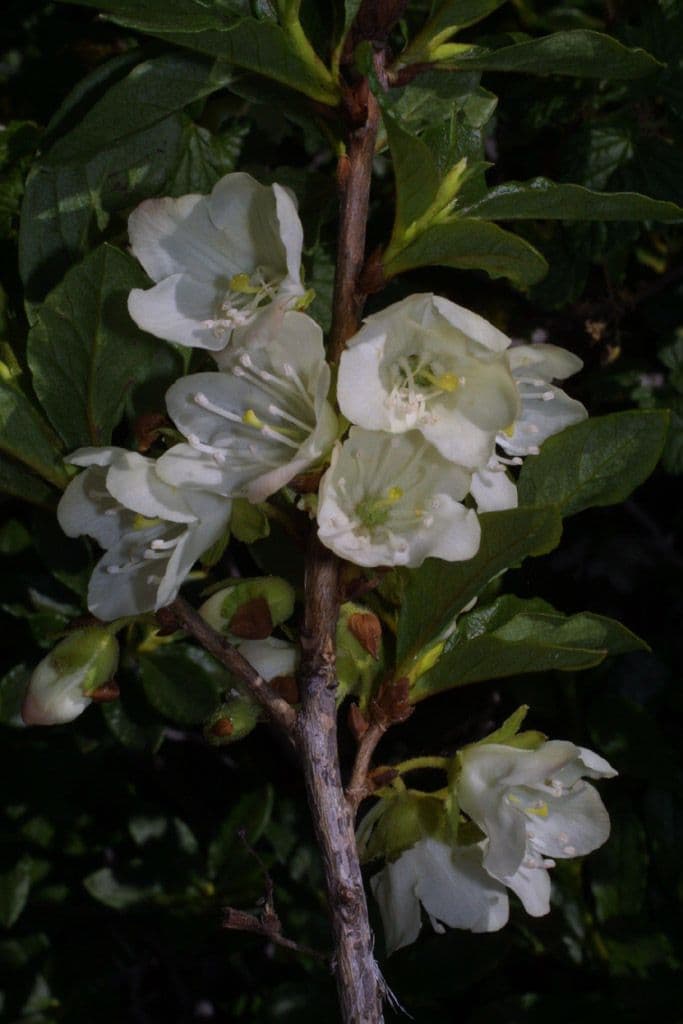 Rododendro albiflorum 2