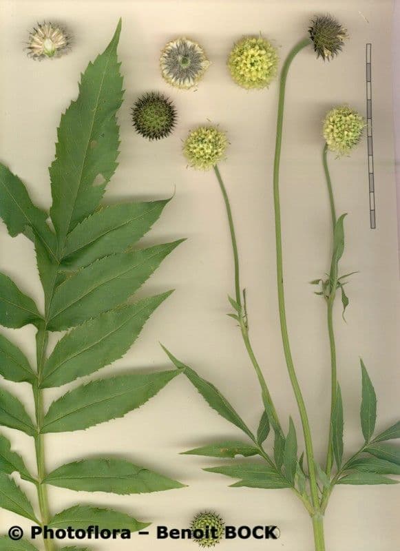 Cephalaria alpina 27