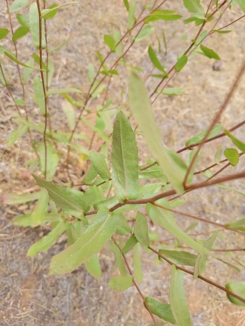 Grindelia 13