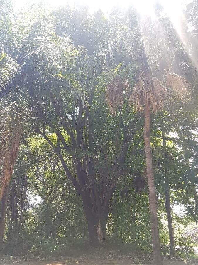 Terminalia