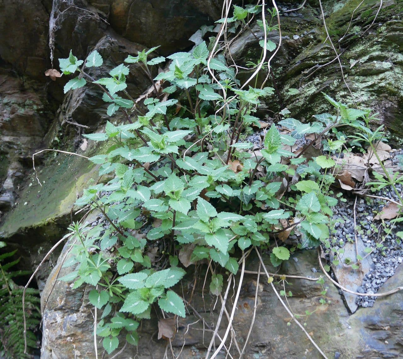 Lamium 9