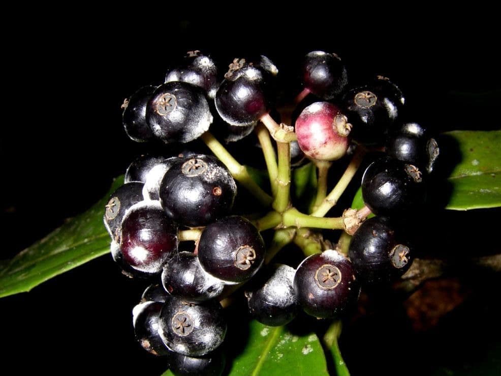 Dendropanax arboreus 2