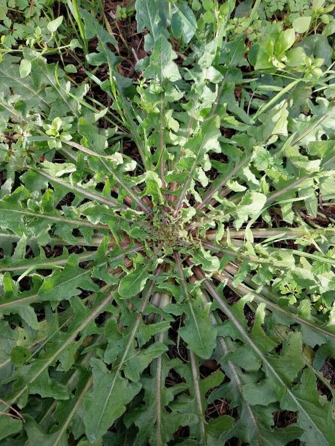 Radicchiella vescicosa 17