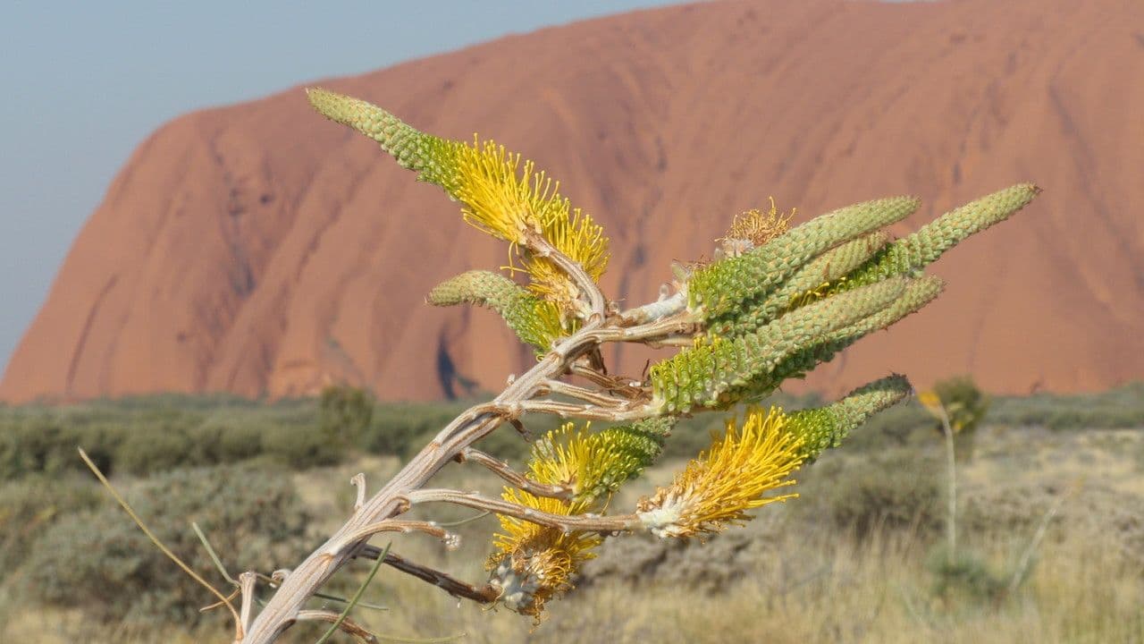 Grevillea 5