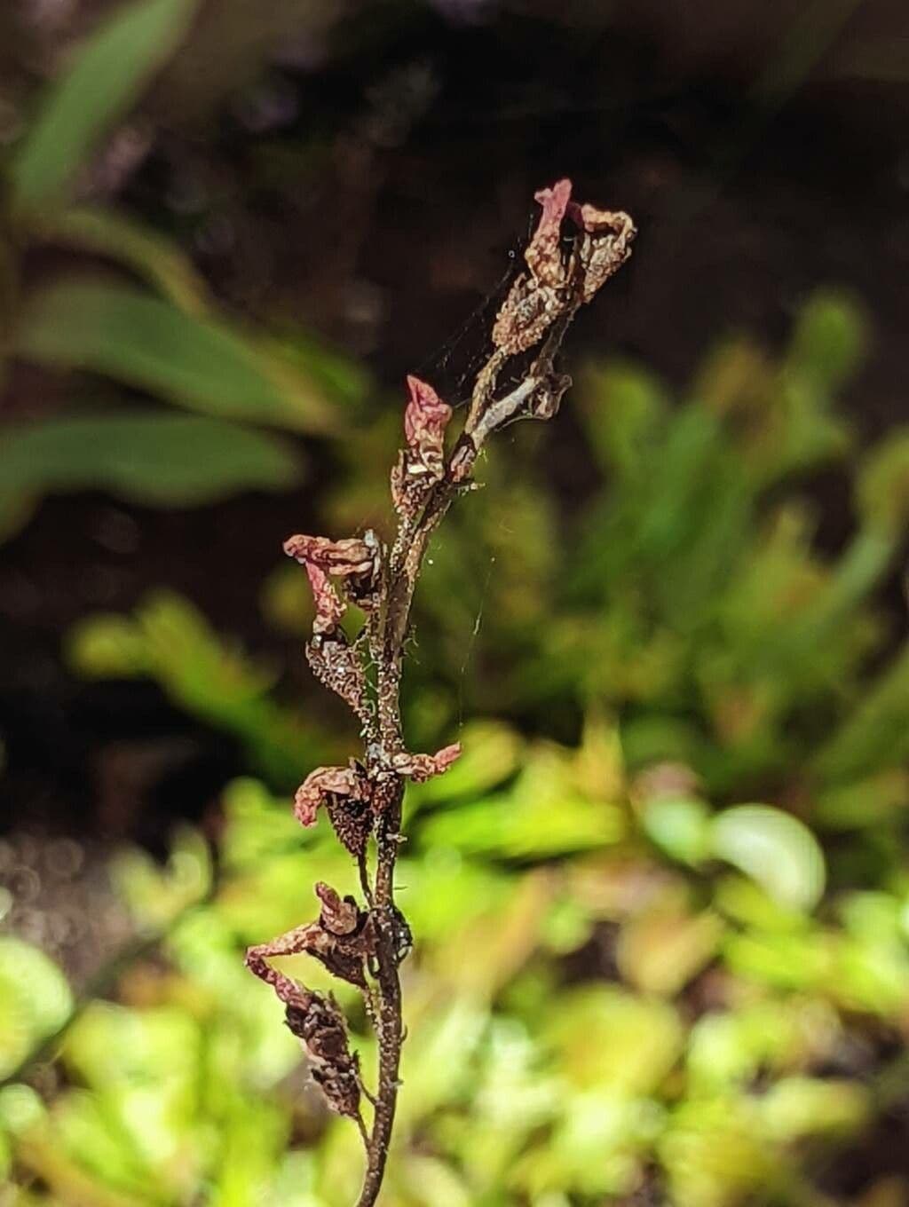 Threadleaf sundew 5