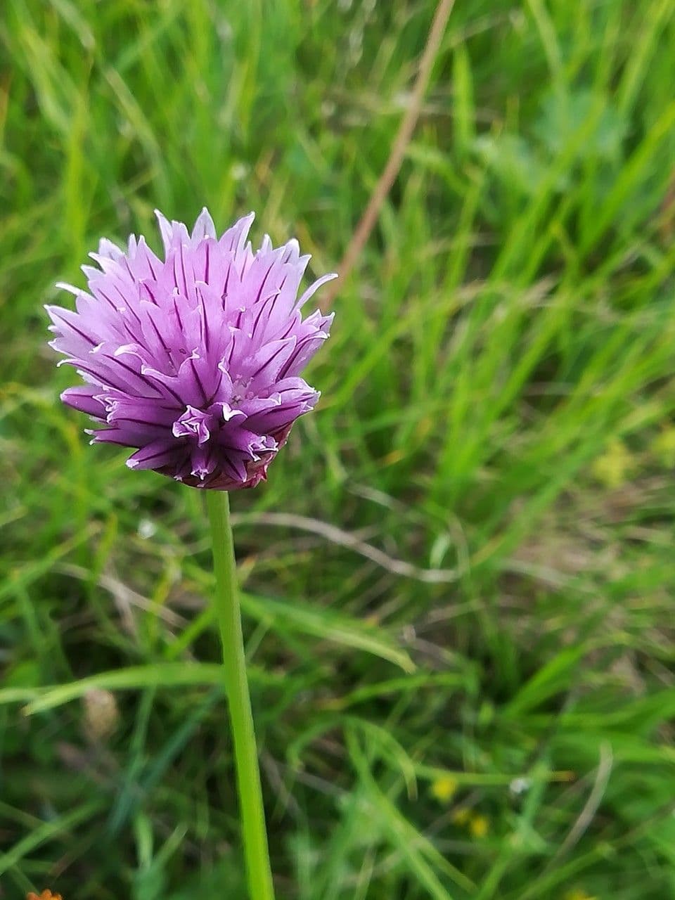 Erba cipollina 10