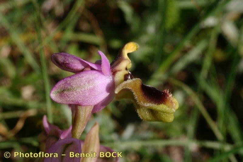 Ophrys tenthredinifera