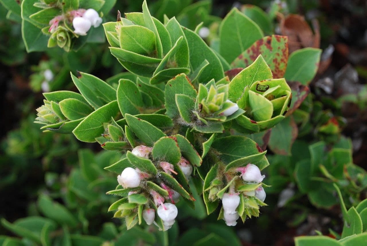 Arctostaphylos 5