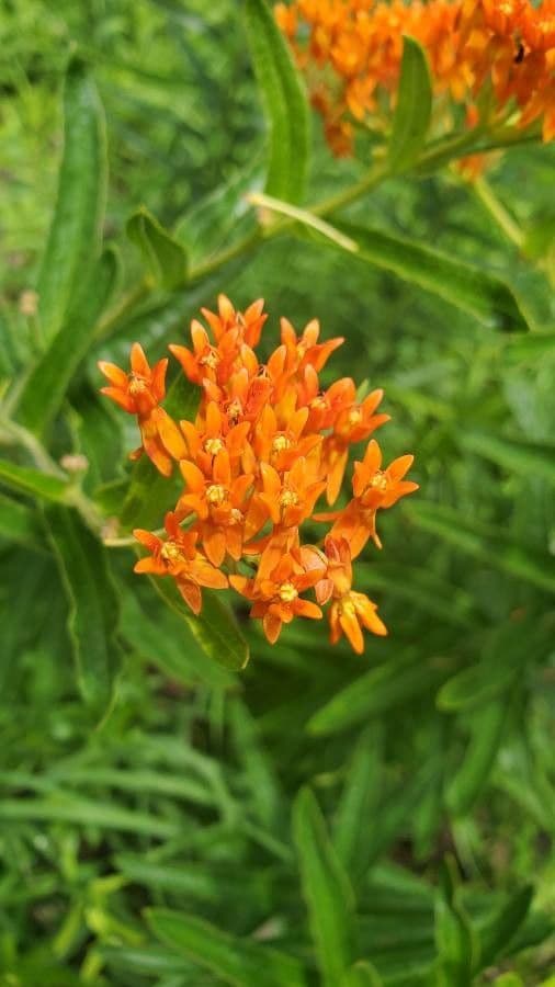 Asclepiade tuberosa 9
