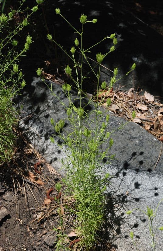 Cordylanthus rigide 10