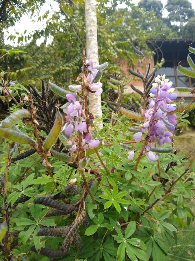 Stauden-Lupine