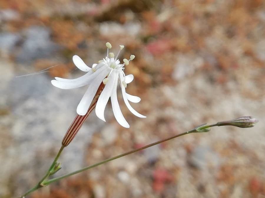 Silene apetala 3