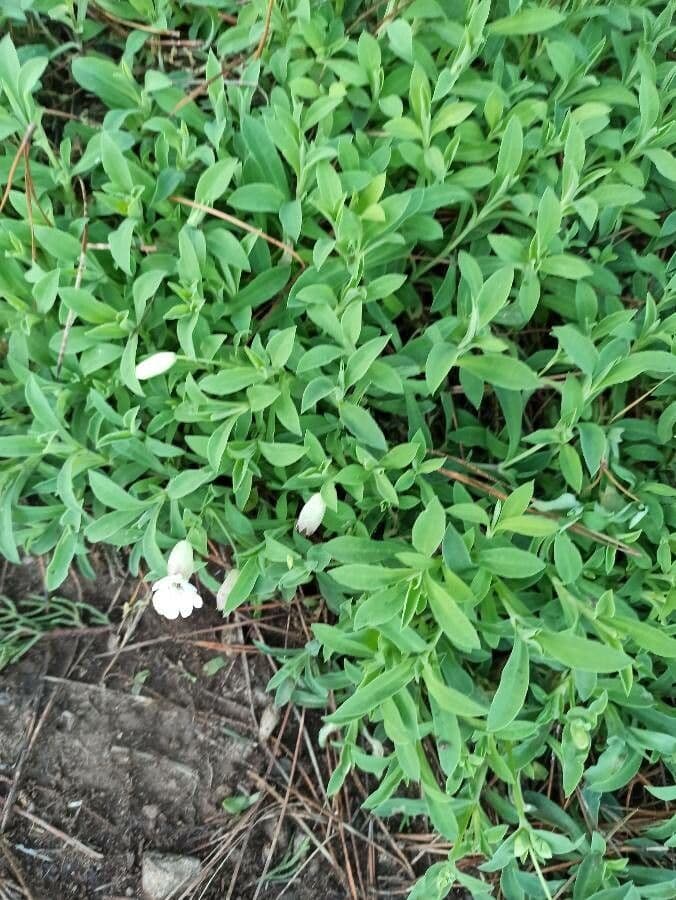 Silene a un fiore 18