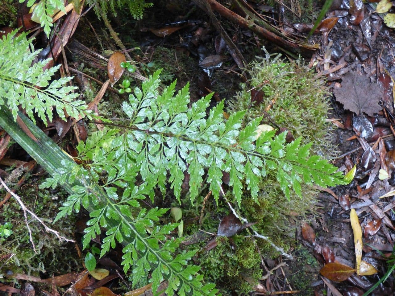 Asplénium