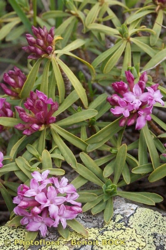 Dafne striata 20