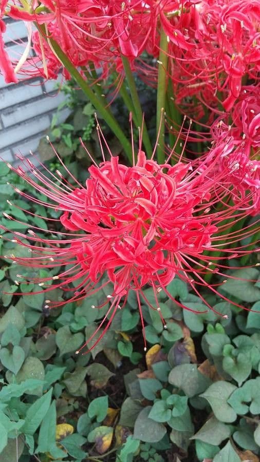 Giglio ragno rosso 2
