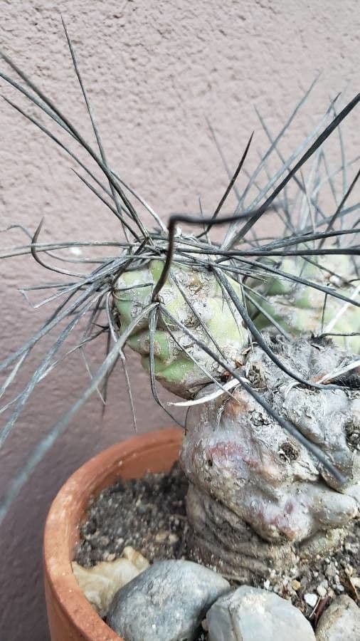 Cactus testa di capra 7