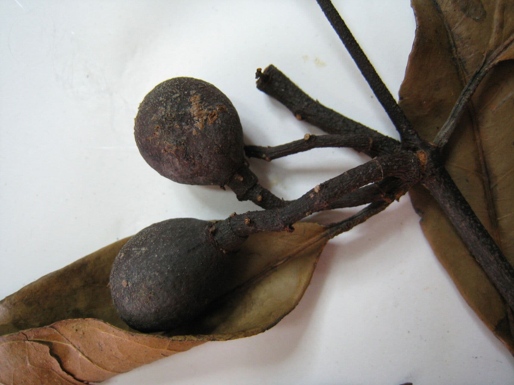 Tontelea 3
