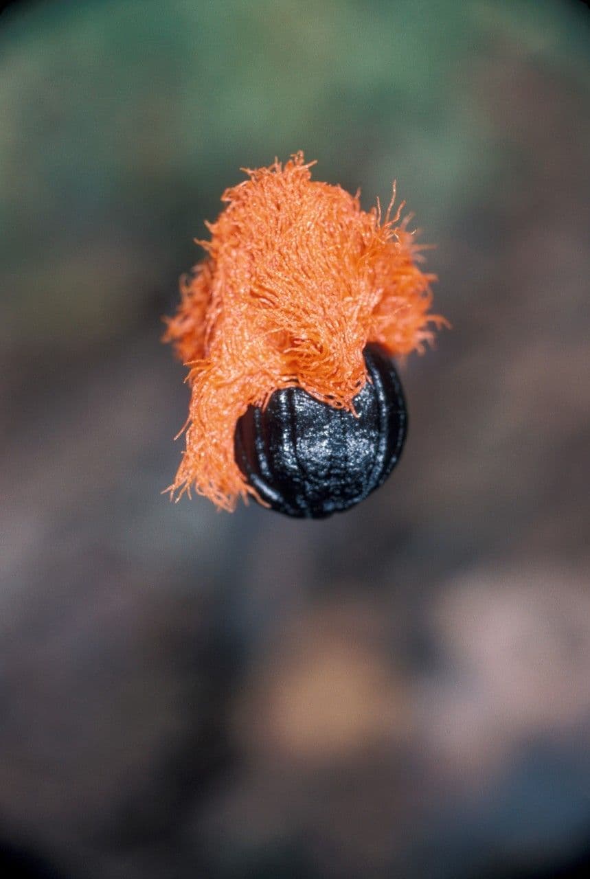 Phenakospermum