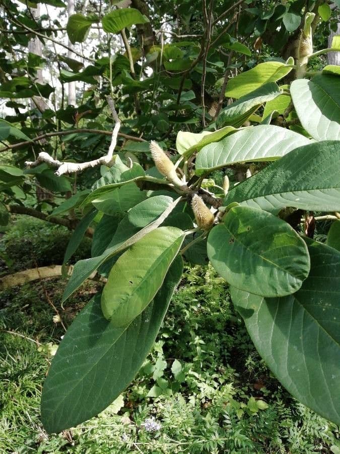 Magnolia 4