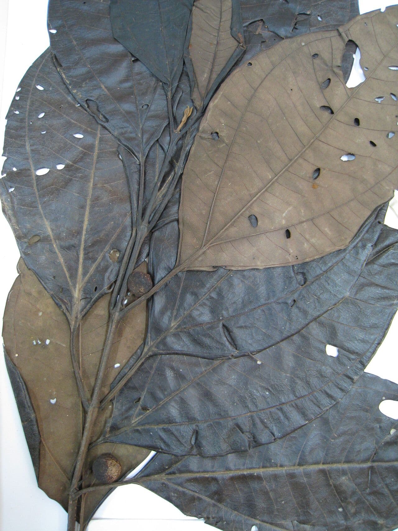 Bellucia grossularioide 25
