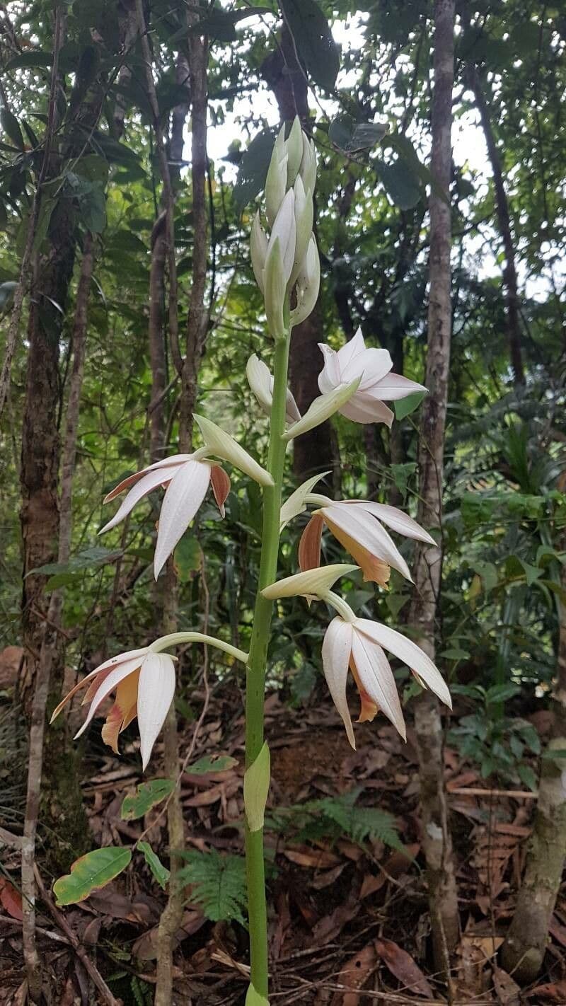 Phaius di Tankerville 19