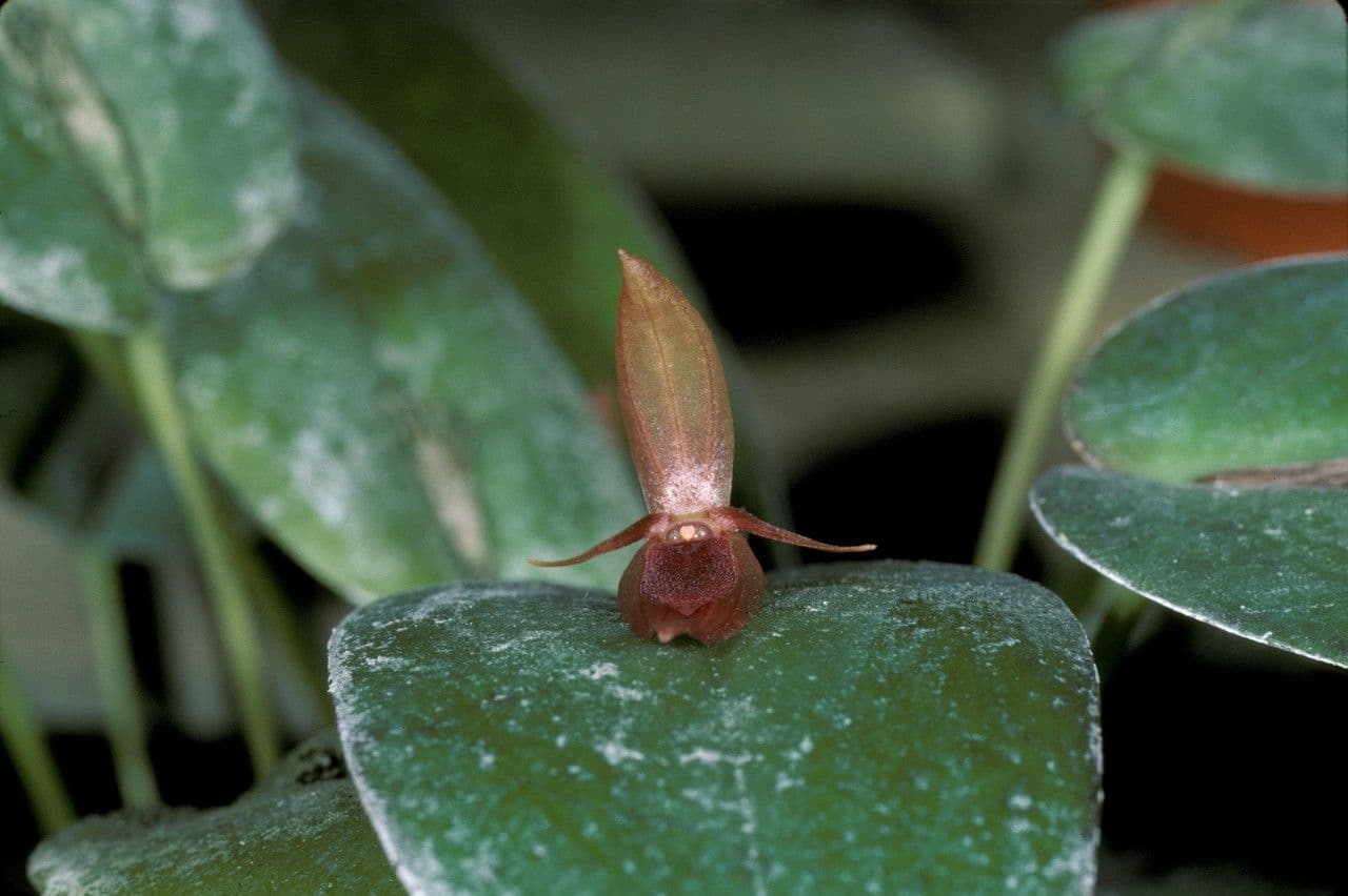 Pleurothallis linguiforme 4