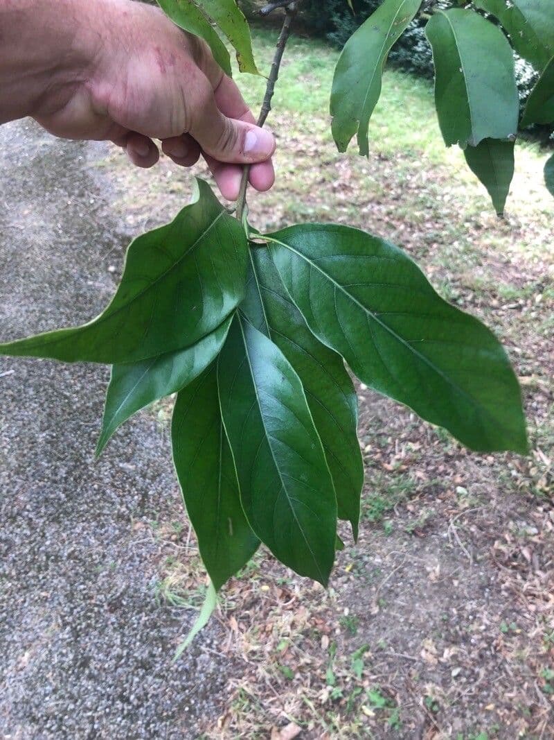 Lithocarpus