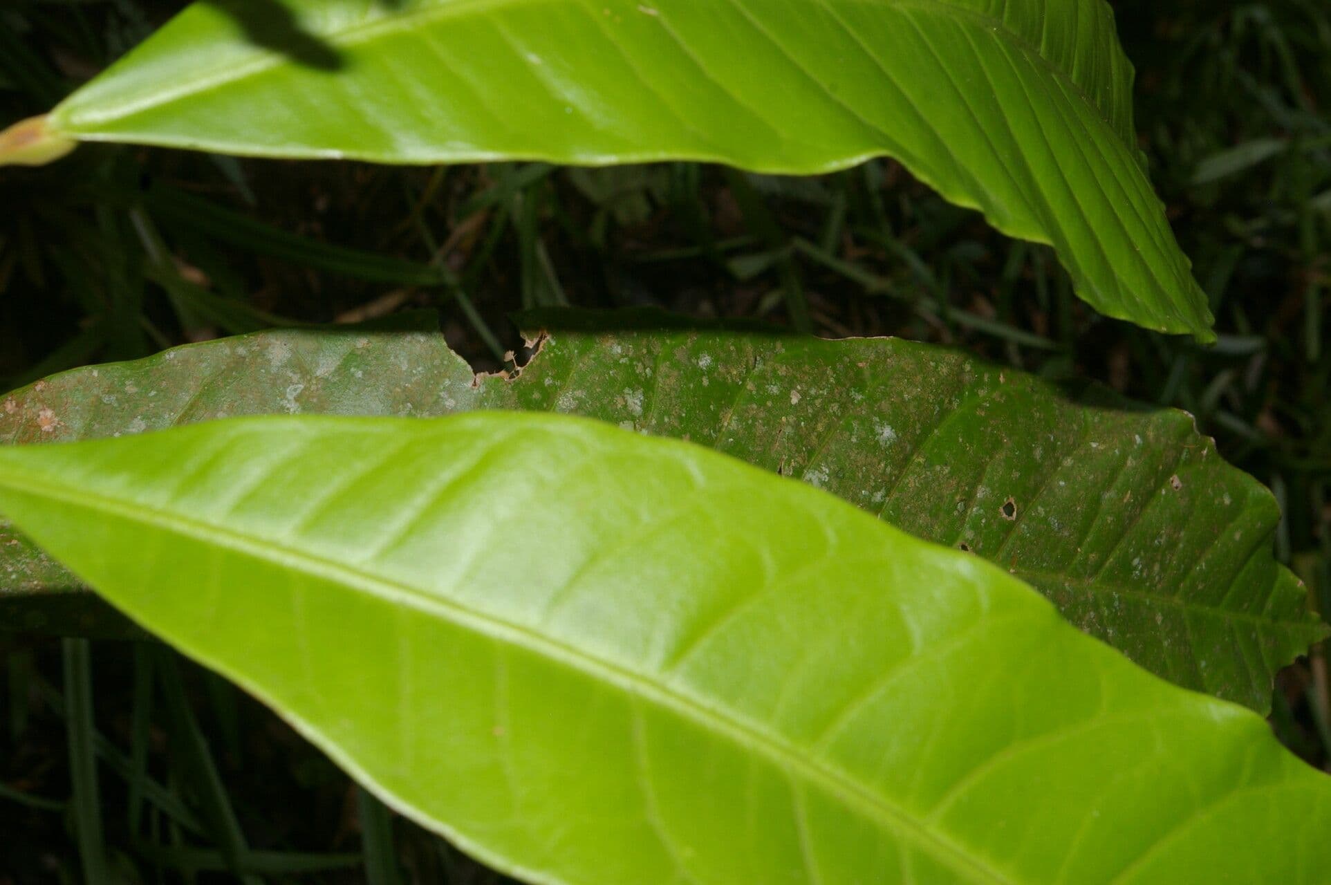 Conchocarpus 16