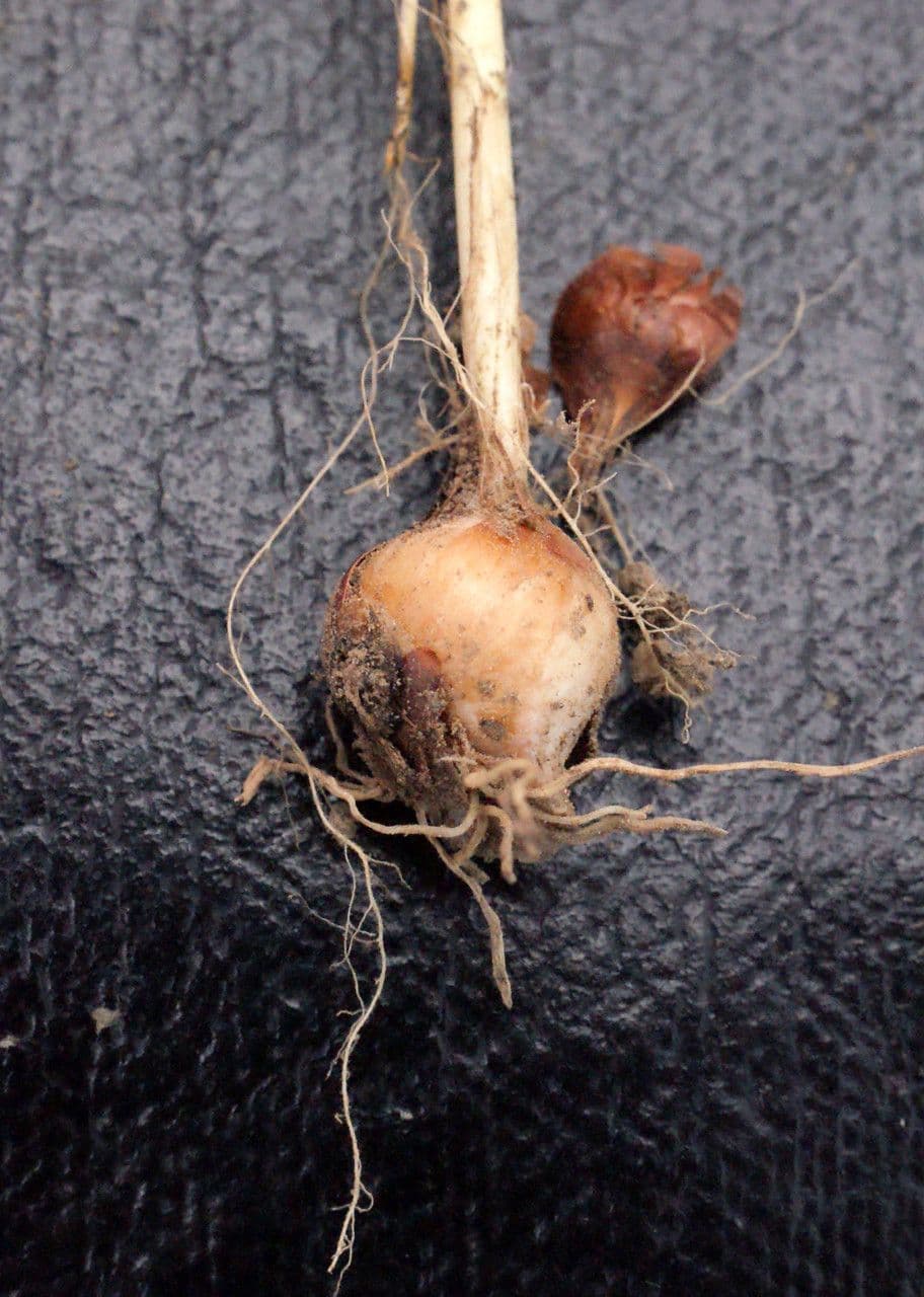 Romulea 24