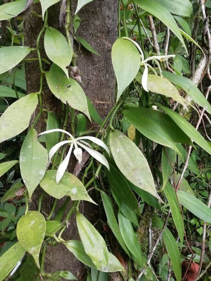 Vaniglia trigonocarpa