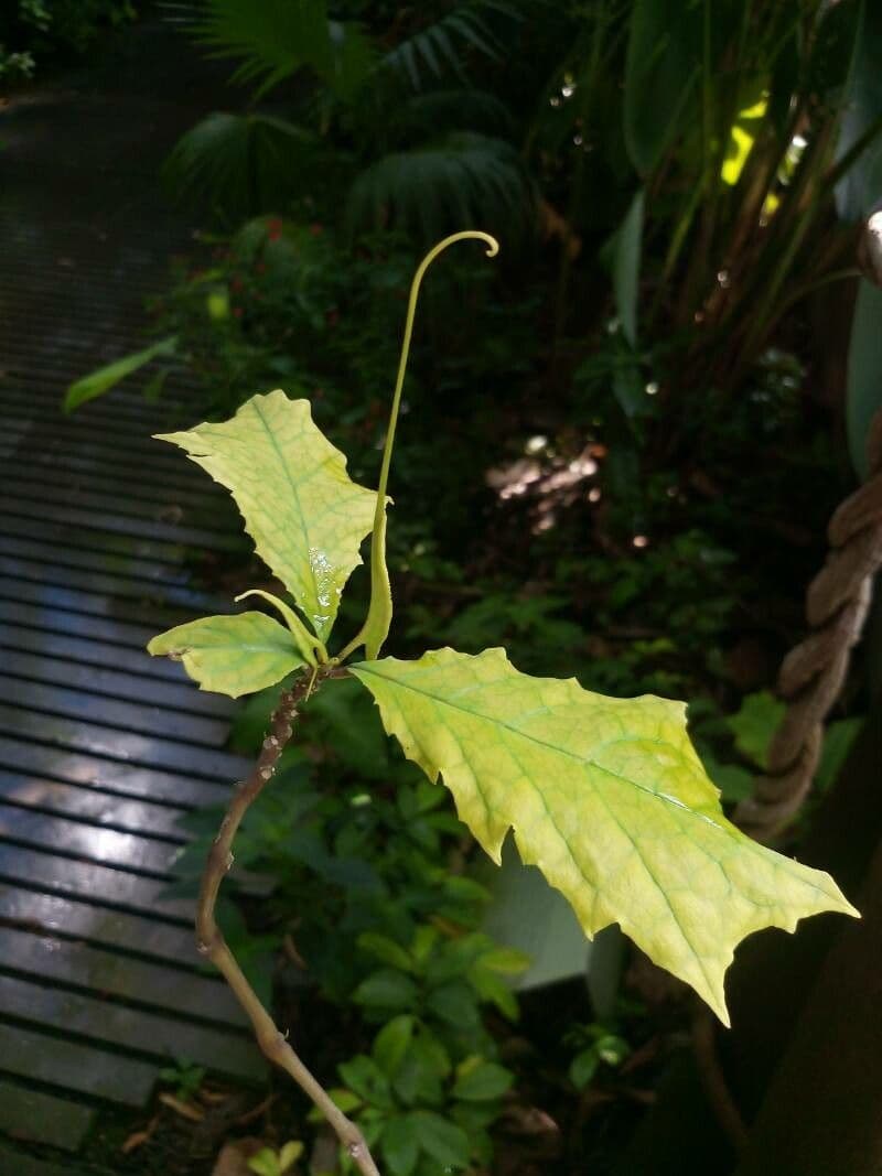 Dorstenia 2