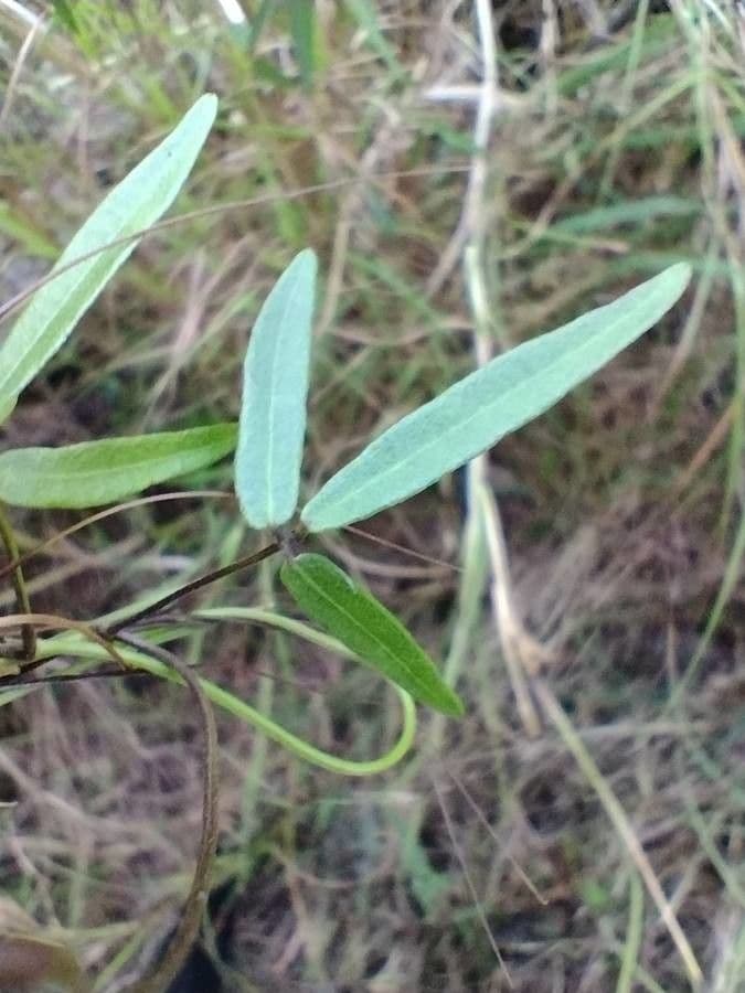 Glycine microphylla 2
