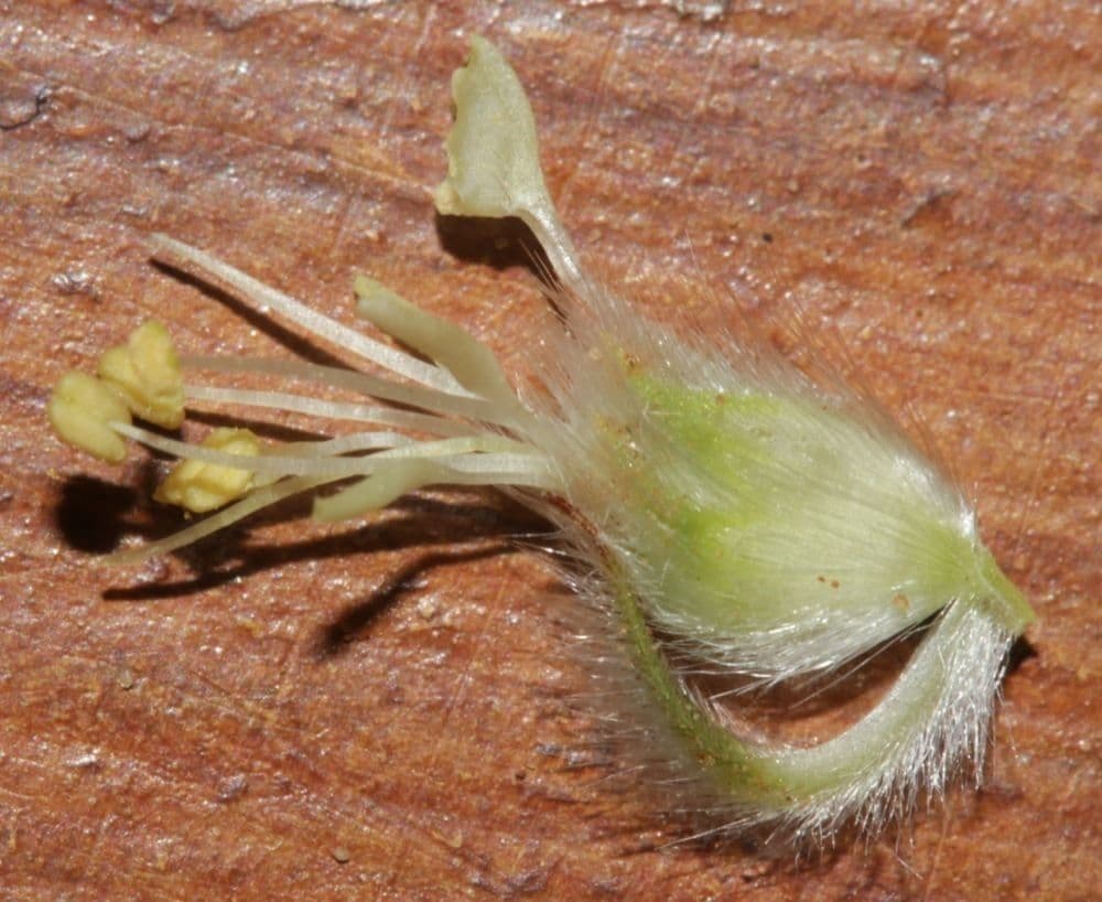 Dalea 4