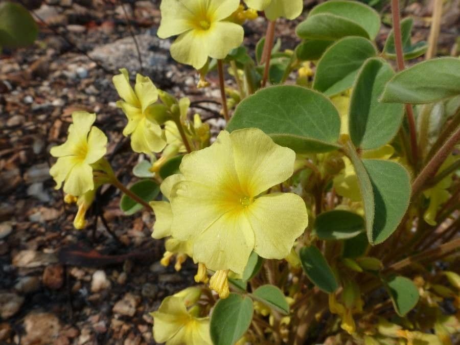Acetosa pelosa