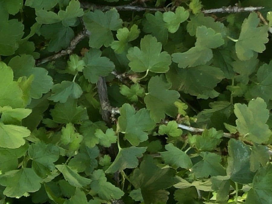 Ribes fascicolato 2