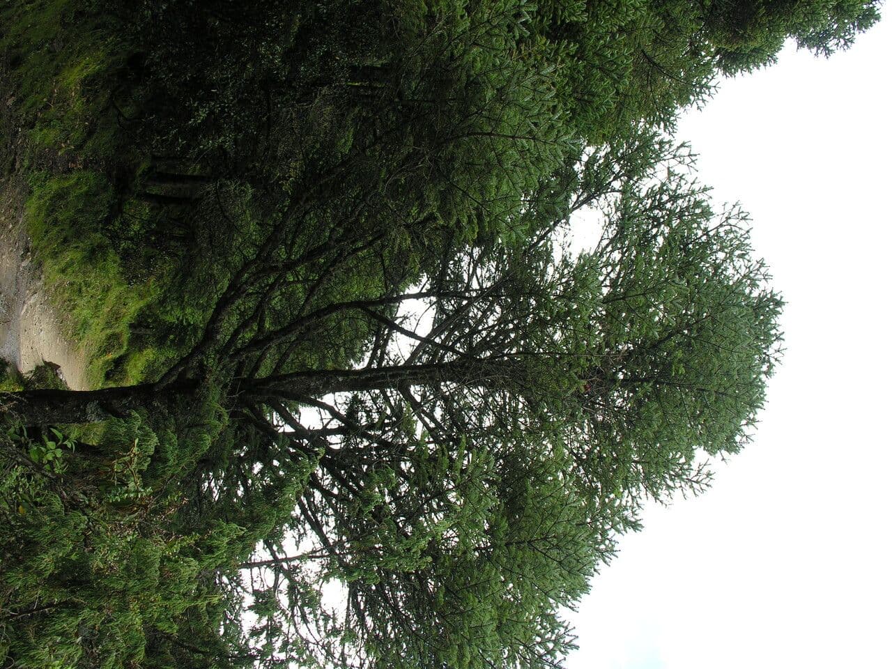 Abete dell'Himalaya 5