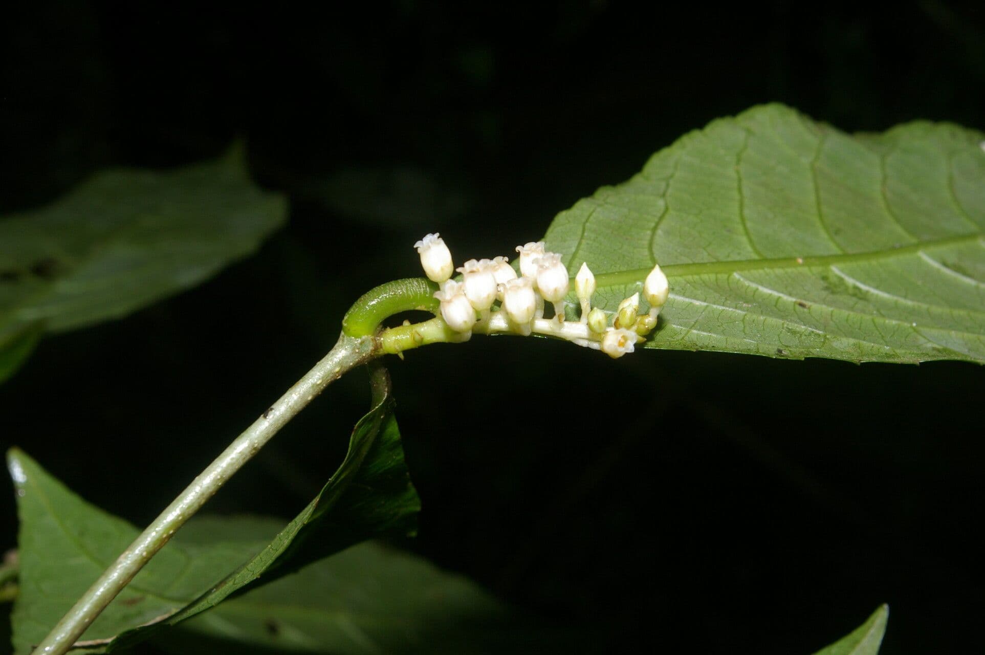 Rinorea 6