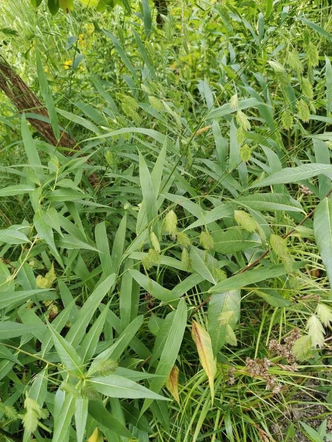 Chasmanthium latifolium 12