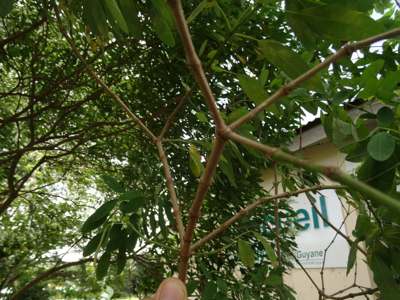 Pascuita 20