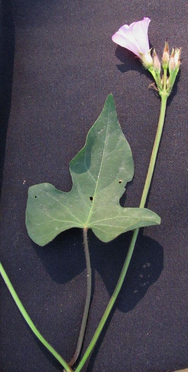 Ipomoea trifida 20