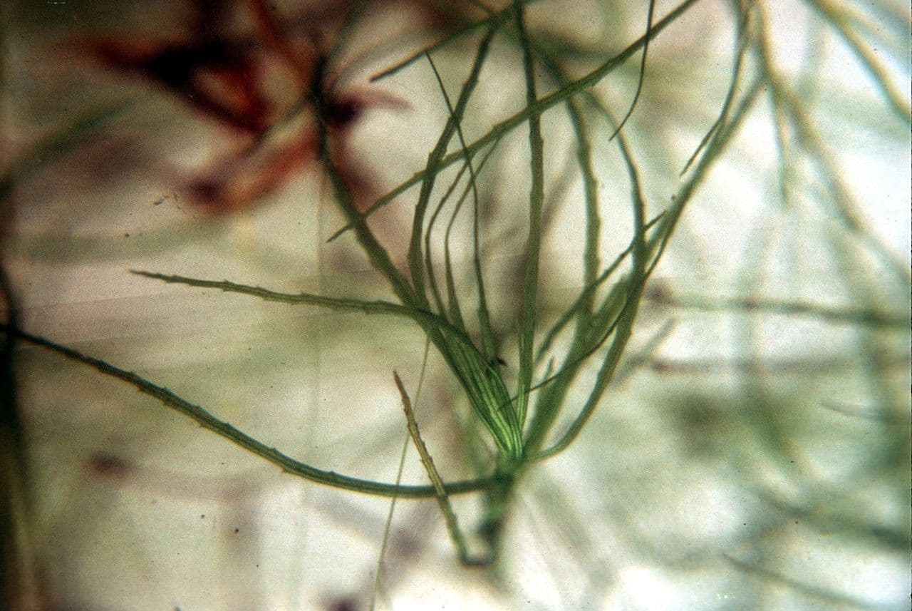 Najade minore 10